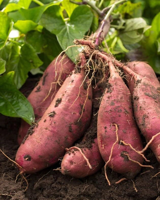 Purple Potato Seeds for Planting - Unique Vegetable heirloom & Non GMO Seeds