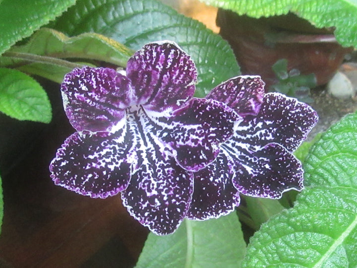 Streptocarpus Seeds for Planting - NON GMO Seeds