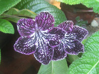 Streptocarpus Seeds for Planting - NON GMO Seeds