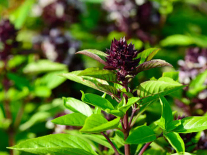 Thai Basil Herb Seeds for Planting – Heirloom & Non-GMO Seeds for Arom