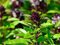 Thai Basil Herb Seeds for Planting – Heirloom & Non-GMO Seeds for Arom