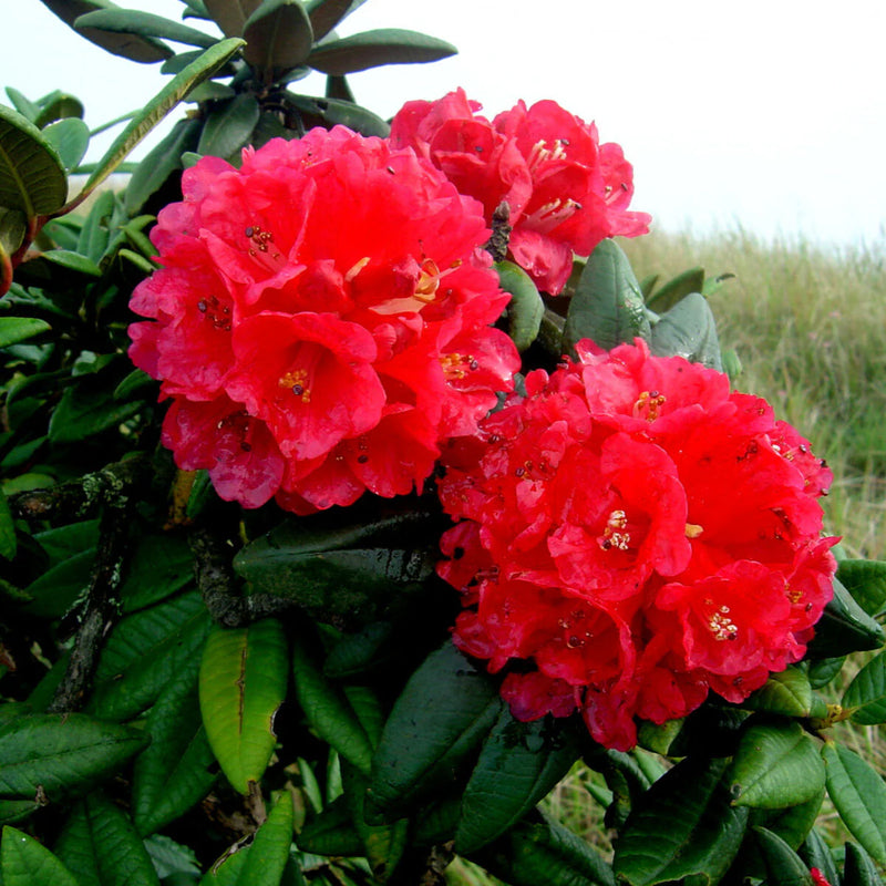 Heirloom Rhododendron Flower Seeds for Garden Planting, Non-GMO, Evergreen Shrub Blooms for Borders