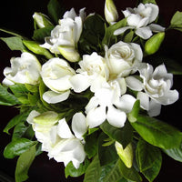 Green White Gardenia Flower Seeds for Planting | Heirloom, Non-GMO, Organic Seeds