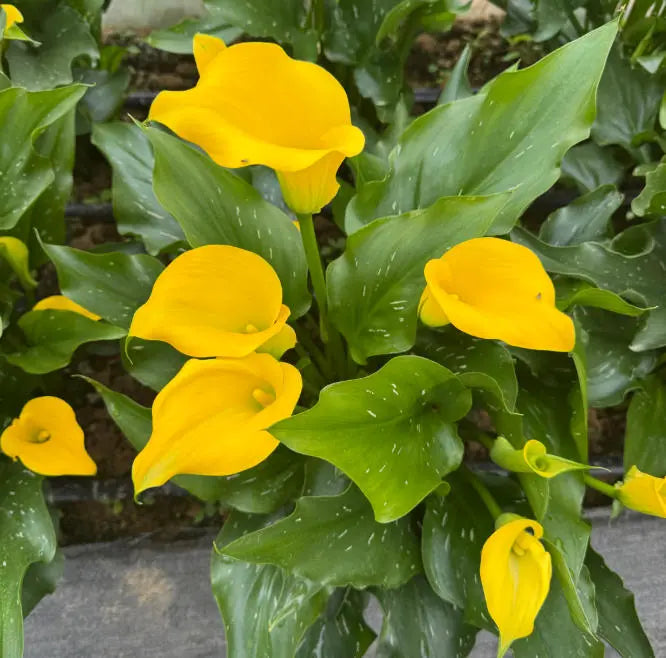 Mixed Calla Lily Flower Seeds for Planting - NON GMO Seeds