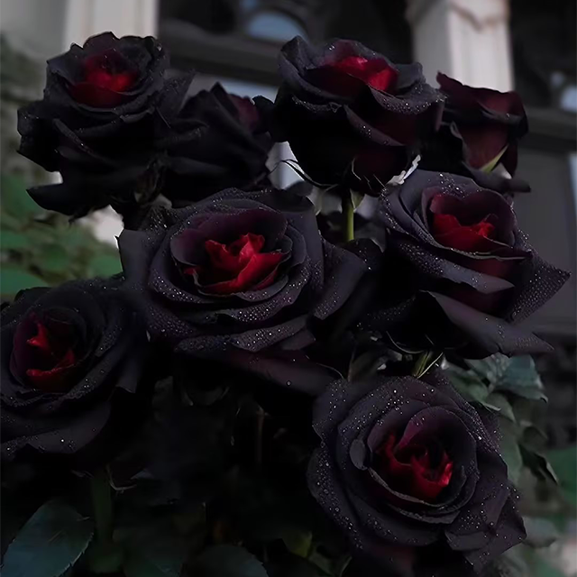 Red and Black Rose Flower Seeds for Garden Planting – Heirloom, Non-GMO Seeds for Easy Growth