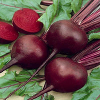 Healthy beetroot plants with green leaves growing outdoors

