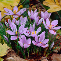 Heirloom Non-GMO Hatsuga Saffron Crocus Mixed Flower Seeds for Garden Planting ? Aromatic Rare Blooms