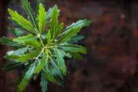 Green Dizygotheca Elegantissima Decorative Plant Seeds for Indoor Gardens ? Fresh Herb for Your Garden