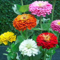 Mixed Helichrysum Flower Seeds for Planting - 100 pcs seeds for planting in home garden