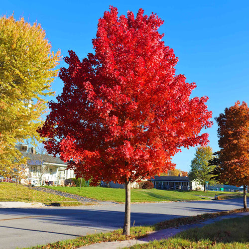 Fast-growing maple tree enhancing a home garden landscape.
