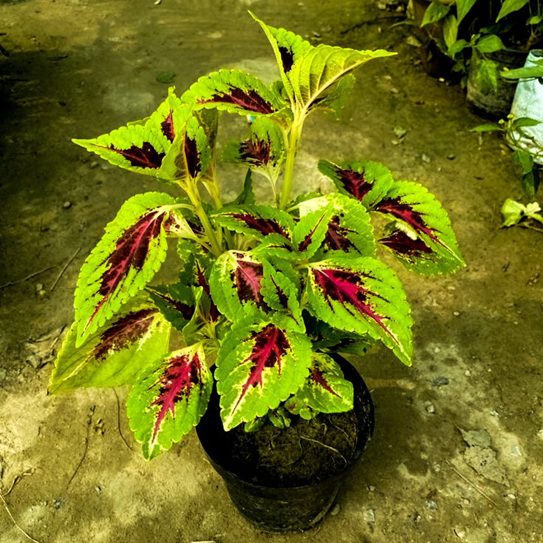 Coleus kong Green Plant Seeds - Heirloom Non GMO seeds for Planting