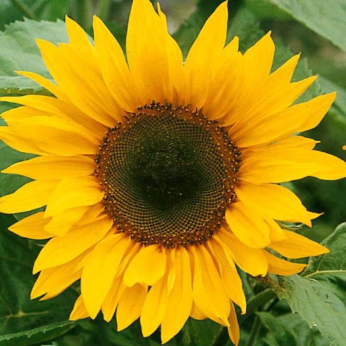 Skyscraper Sunflower Seeds – Heirloom, Non-GMO Flower Seeds for Planting