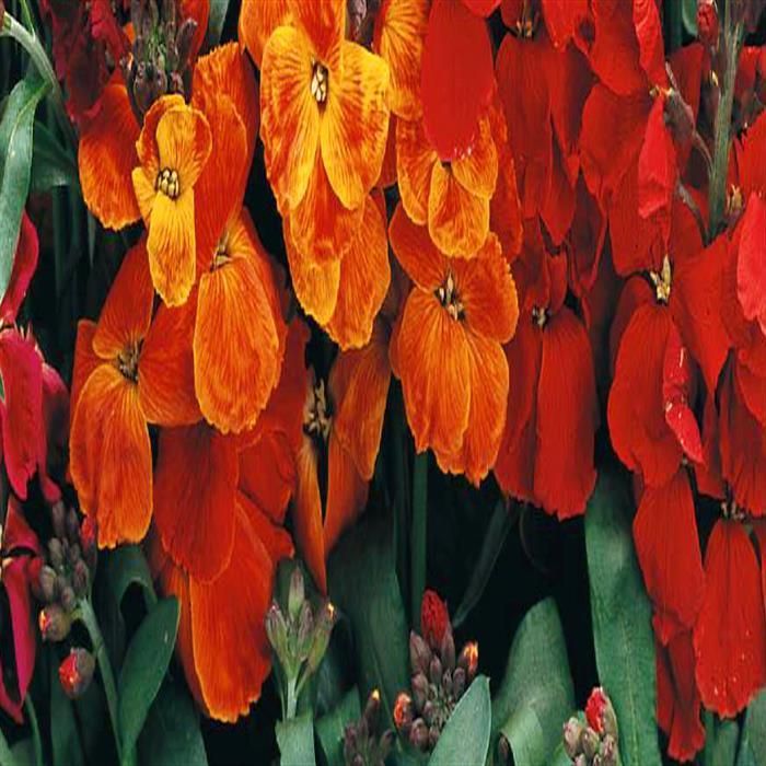 Orange Utricularia Flower Seeds for Planting - NON GMO Seeds