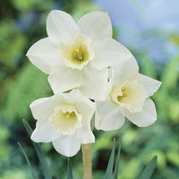 Daffodils (Daffodils scientific name) for planting in garden