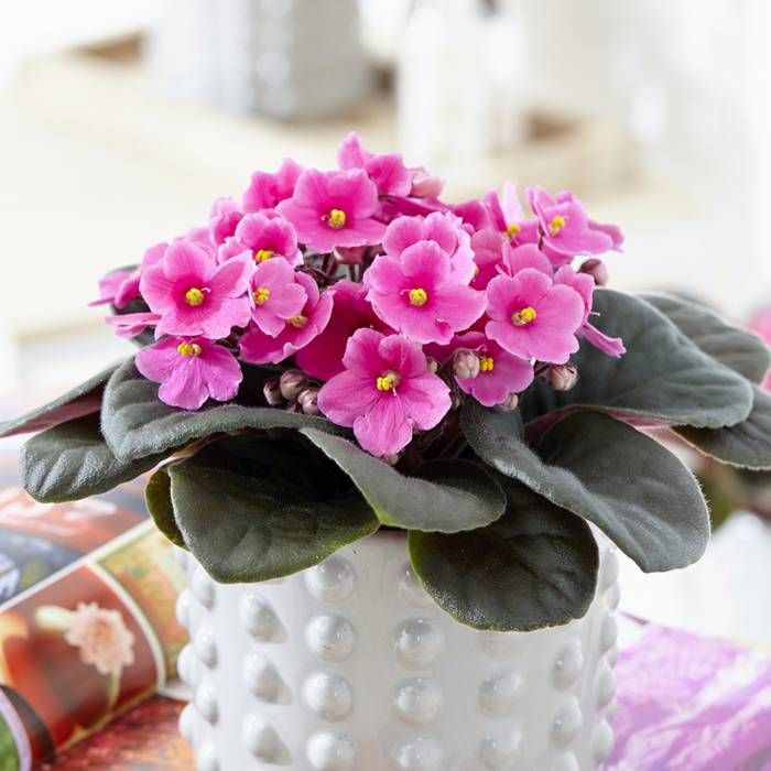 Baby Pink Saintpaulia Flower Seeds for Planting - NON GMO Seeds