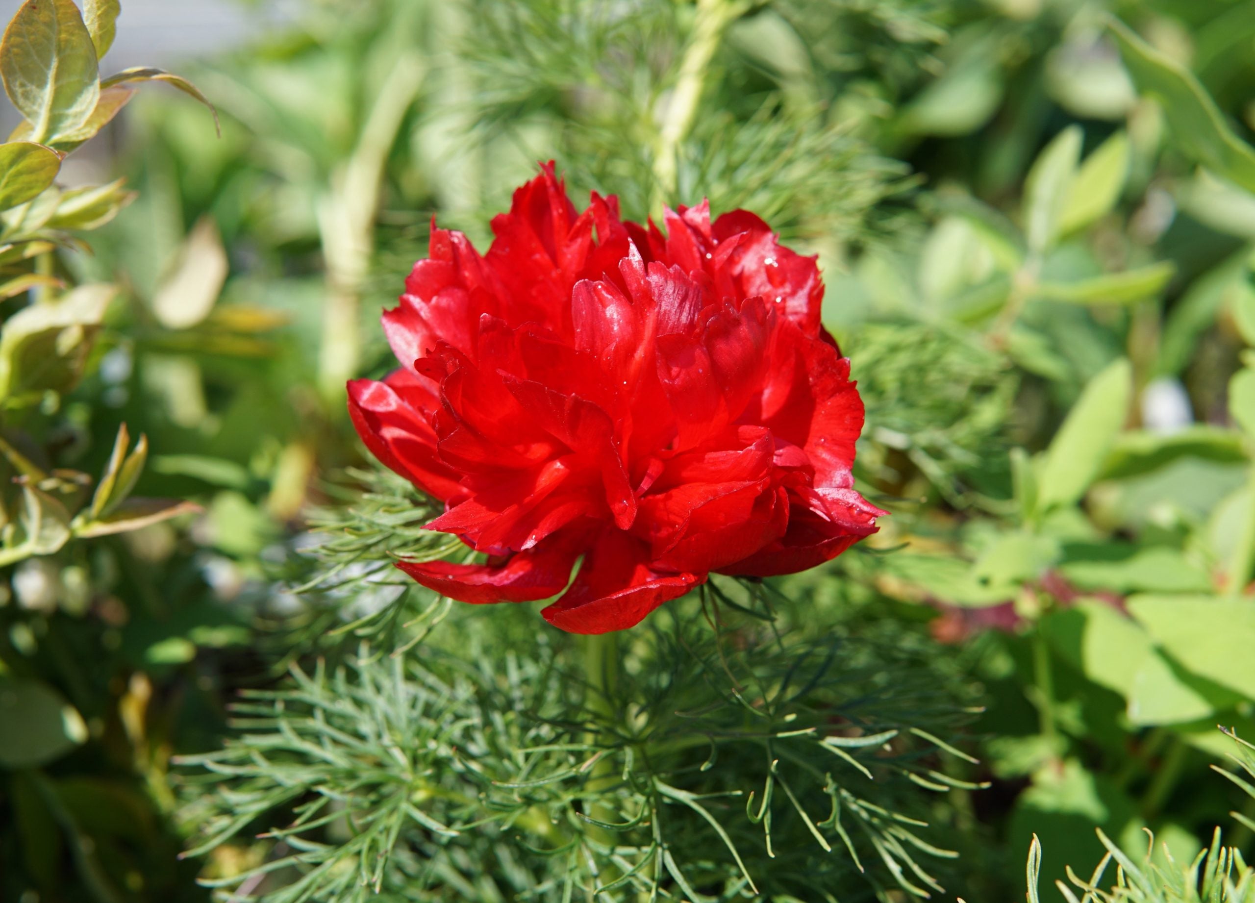 Double Flowering Fernleaf Peony Seeds for Planting heirloom & Non-GMO Seeds