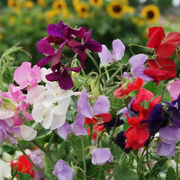 Heirloom Lathyrus Odoratus Flower Seeds, Non-GMO Fragrant Blooms for Garden Planting for planting in home garden