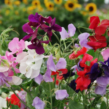 Heirloom Lathyrus Odoratus Flower Seeds, Non-GMO Fragrant Blooms for Garden Planting for planting in home garden