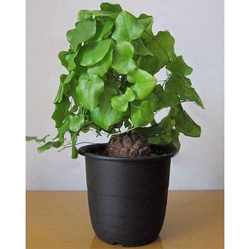 Dioscorea Elephantipes Yam Seeds for Planting - NON GMO Seeds for planting in home garden