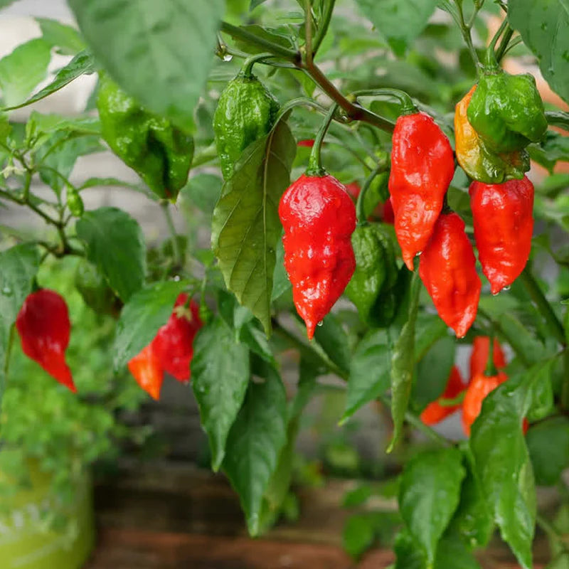 Ghost Pepper Bhut Jolokia Seeds for Planting heirloom & Non-GMO Seeds
