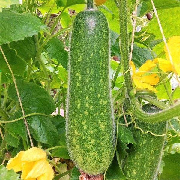 Hairy Gourd Vegetable Seeds for Planting - 100 Pcs pcs
