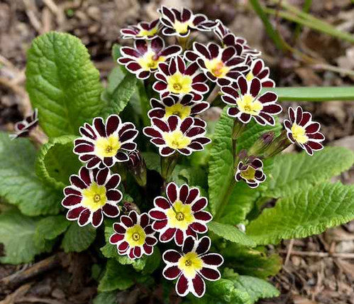Yellow Black Primrose Flower Seeds 100 pcs