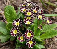 Yellow Black Primrose Flower Seeds 100 pcs