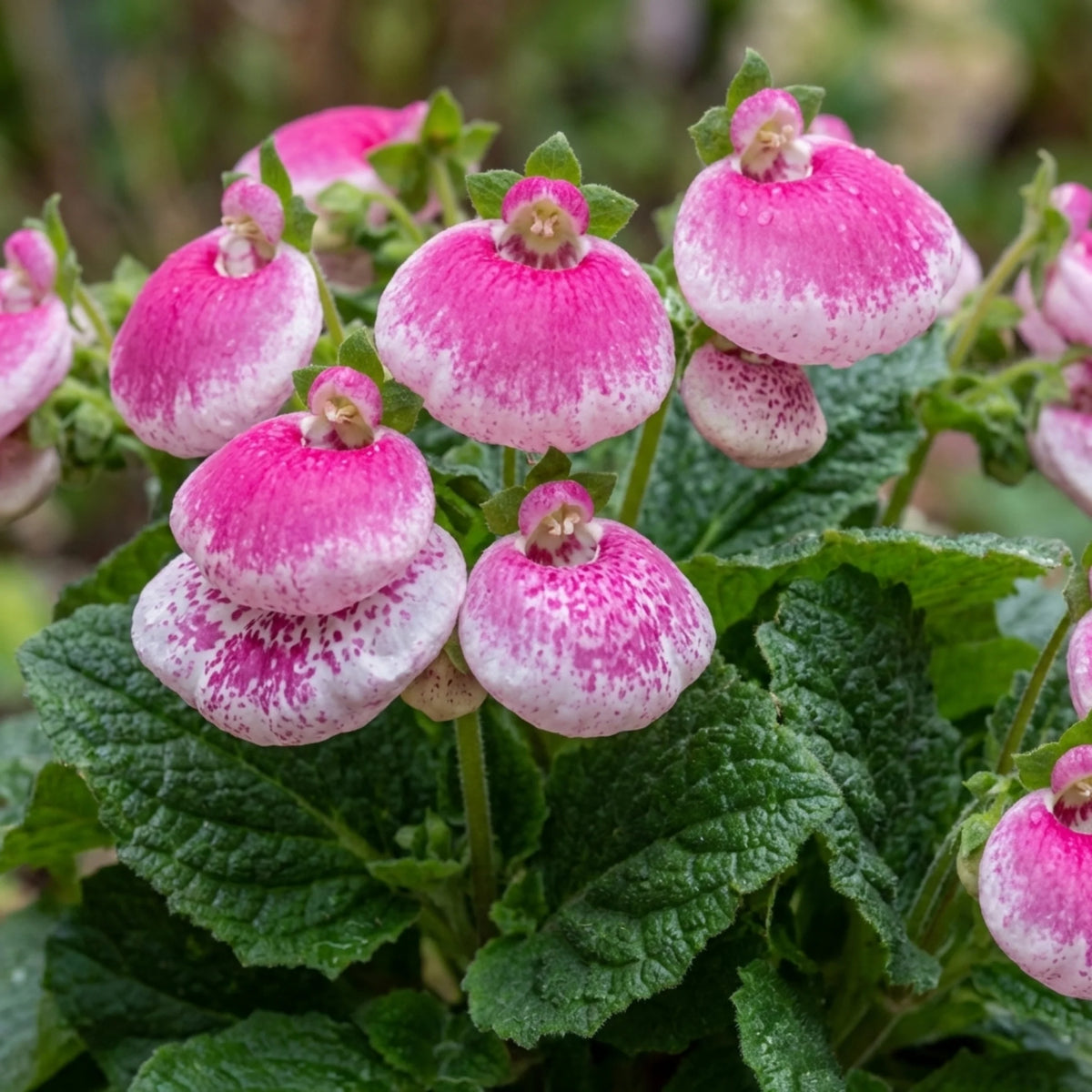Calceolaria Flower Seeds – Heirloom Non-GMO Seeds for Bright and Decorative Garden Planting