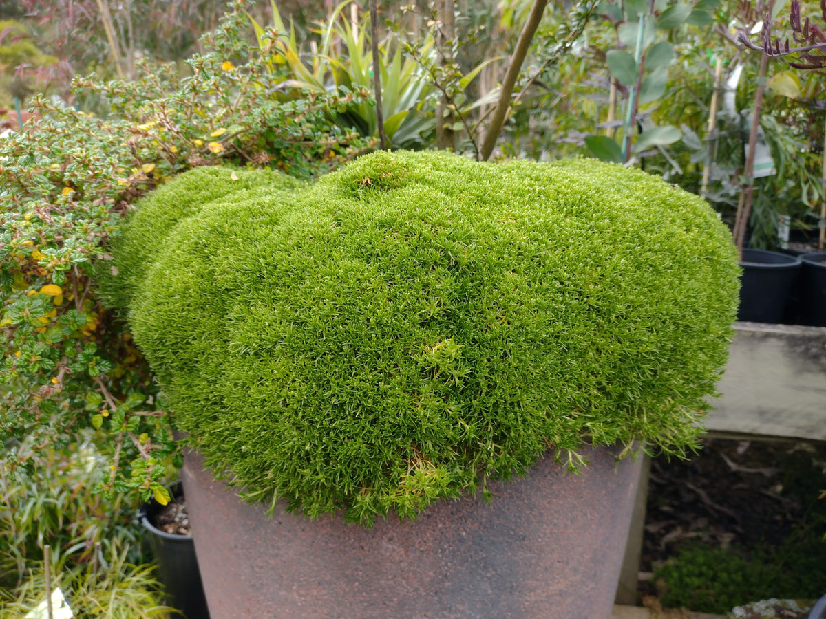 Fine-leaved Scleranthus biflorus seeds for ground cover and decorative gardens.