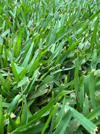 Dense-growing Buffalo Grass suitable for lawns, borders, and outdoor garden spaces