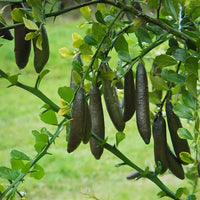 Finger Lime perennial citrus plant with green foliage and developing fruits