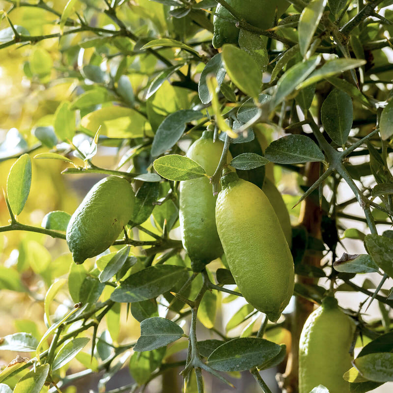 Finger Lime fruit seeds for planting in home gardens and citrus orchards.