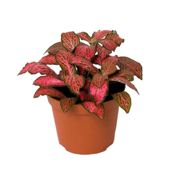 Red Fittonia Verschaffeltii Plant Seeds for Planting - Non GMO & Heirloom Seeds