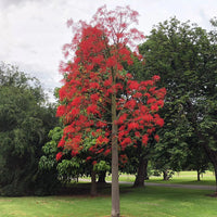 Brachychiton Acerifolius Flower Seeds for Planting, Heirloom, Non-GMO Flower Seeds