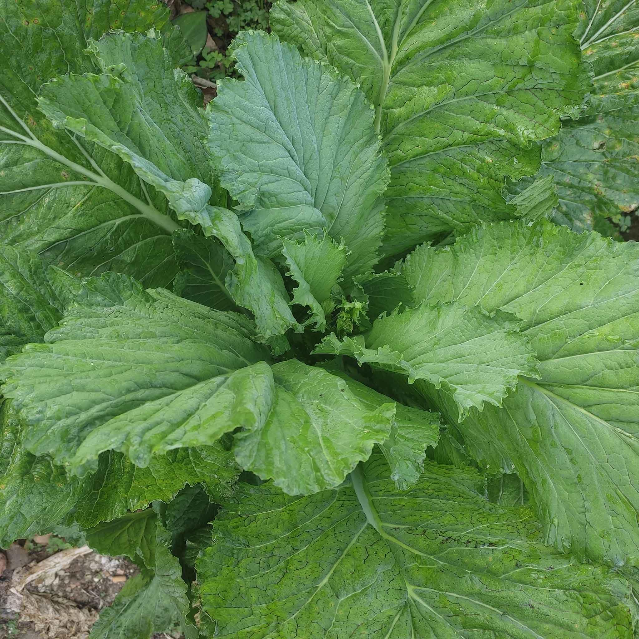 Florida Broadleaf mustard seeds for home vegetable garden planting