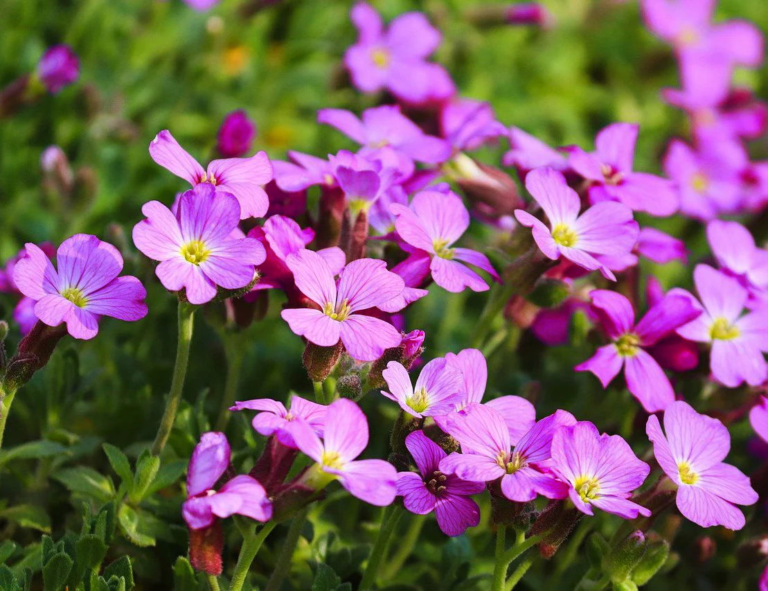 Soft Pink Rock Cress Flower Seeds