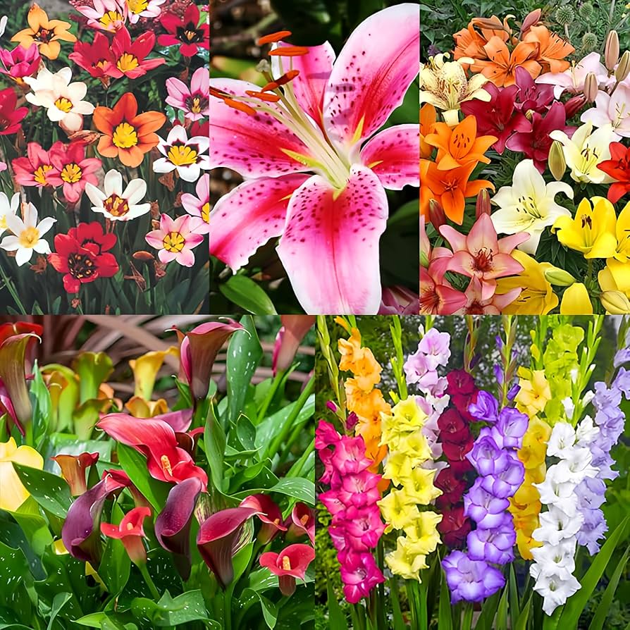 Flower bulb garden collection for colorful outdoor planting.