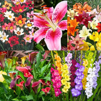 Flower bulb garden collection for colorful outdoor planting.