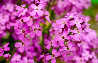 Heirloom Non-GMO Fuchsia Dames Rocket Flower Seeds for Planting – Fragrant Pollinator-Friendly Garden Blooms