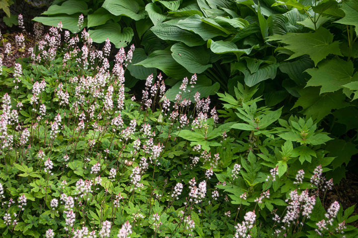 Heirloom Non-GMO Foam Flower Seeds for Planting – Shade-Loving Perennial Garden Blooms