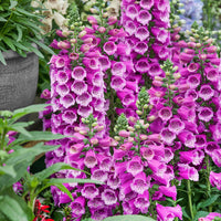 Purple Foxglove Digitalis Seeds – Tall Bell-Shaped Flowers for Garden Planting