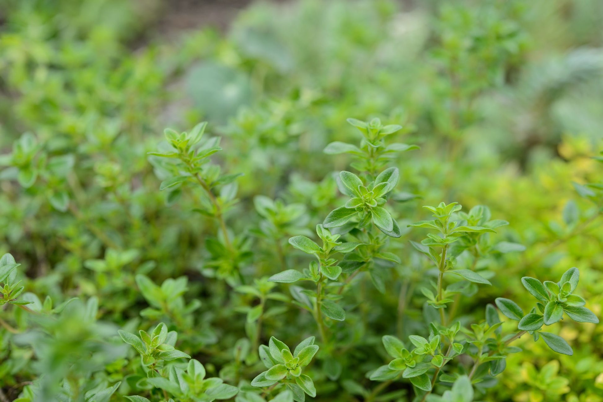 Orange Creeping Thyme herb plants suitable for containers, pathways, and landscape gardens
