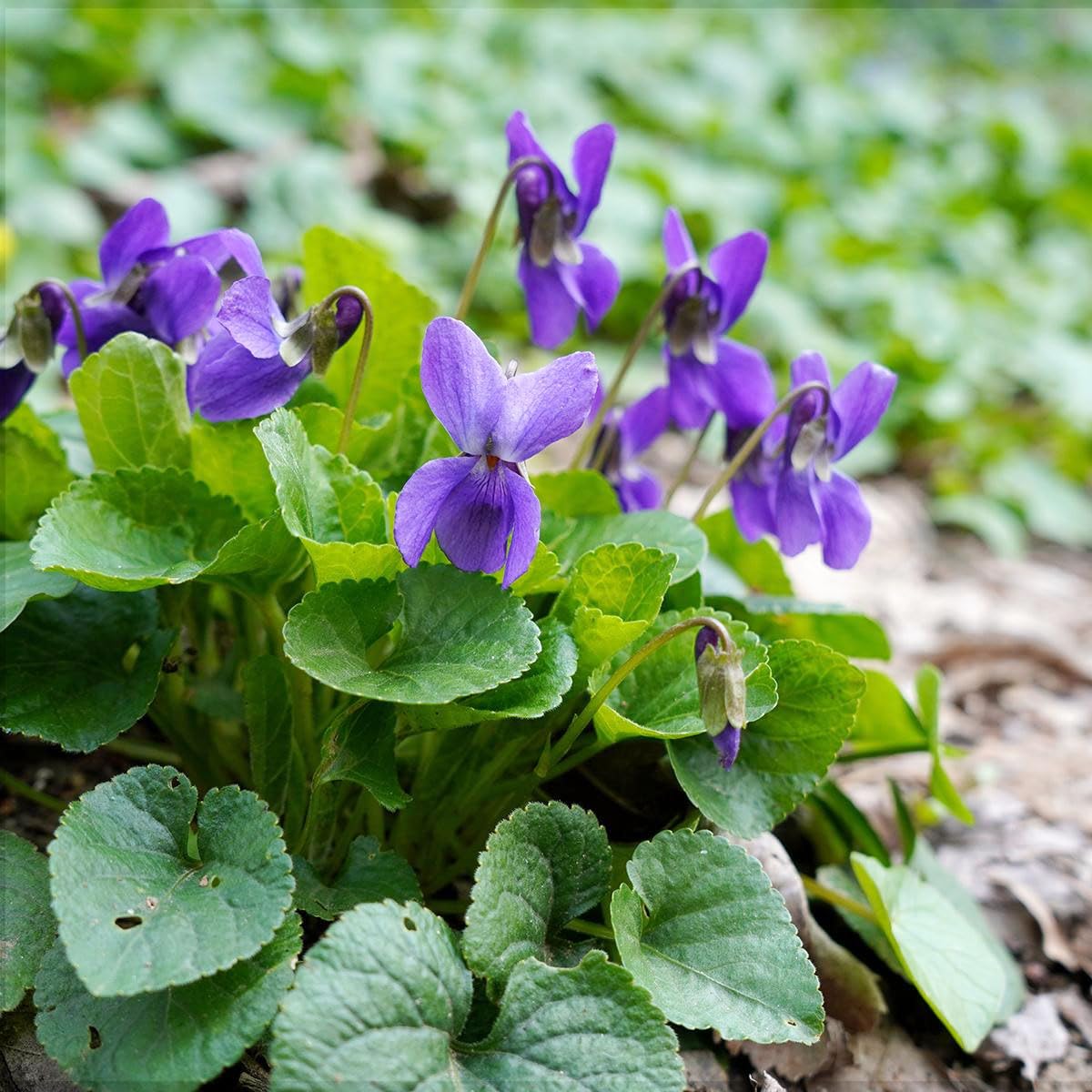 Fragrant Viola odorata flowers growing in an ornamental garden