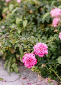 Pink Damask Flower Seeds for Planting, 100 pcs