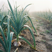 Heirloom Garlic Seeds for Home Gardening – Organic, Non-GMO Seeds with Consistent Germination