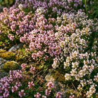 Creeping Thyme Seed Mix for Planting – Heirloom Garden Flower Seeds Non-GMO