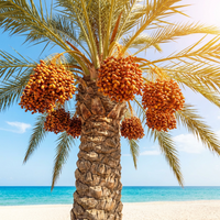 Medjool Date Palm Planting Seeds – Natural Heirloom Garden Seeds for Sweet Fruit Tree Cultivation