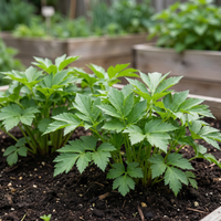Fresh Tomorrow Leaf Seeds (Ashitaba Seeds) -NON -GMO- High Germination