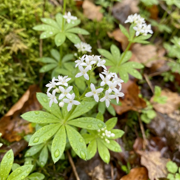 Sweet Woodruff Flower Seeds – Non-GMO Heirloom Seeds for Growing Fragrant Ground Cover Plants