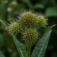 Good King Henry Vegetable Seeds Blitum Bonus-Henricus for Home Garden